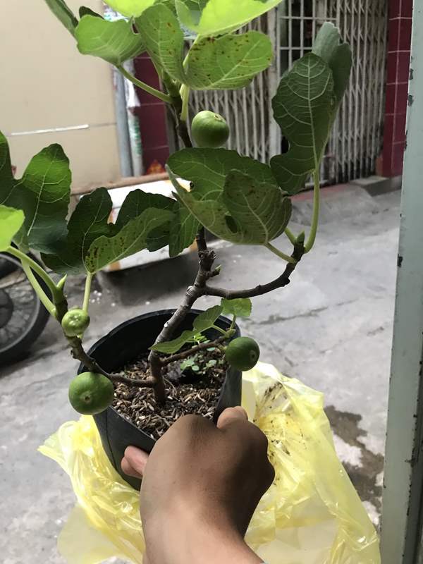 Cây Sung Mỹ siêu trái