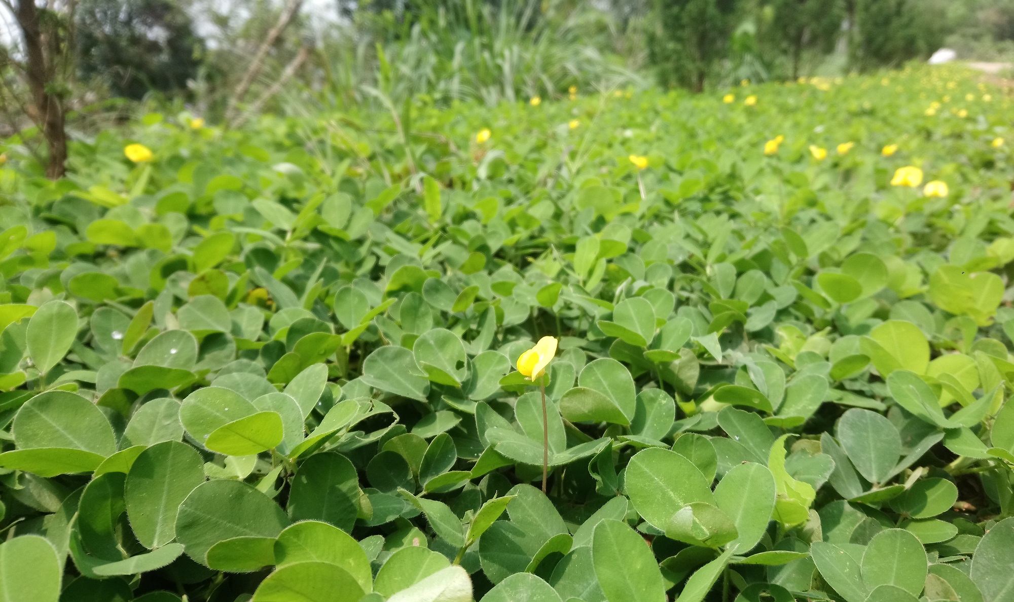 1kg hom giống cỏ lạc dại giống (cỏ đậu phộng)