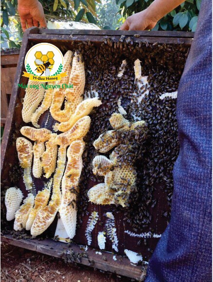 MẬT ONG HOA CAFE M-BEE (ĐĂK LĂK) - 1 LÍT