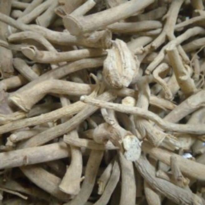 Sỉ toàn quốc 500g rễ đinh lăng củ đinh lăng