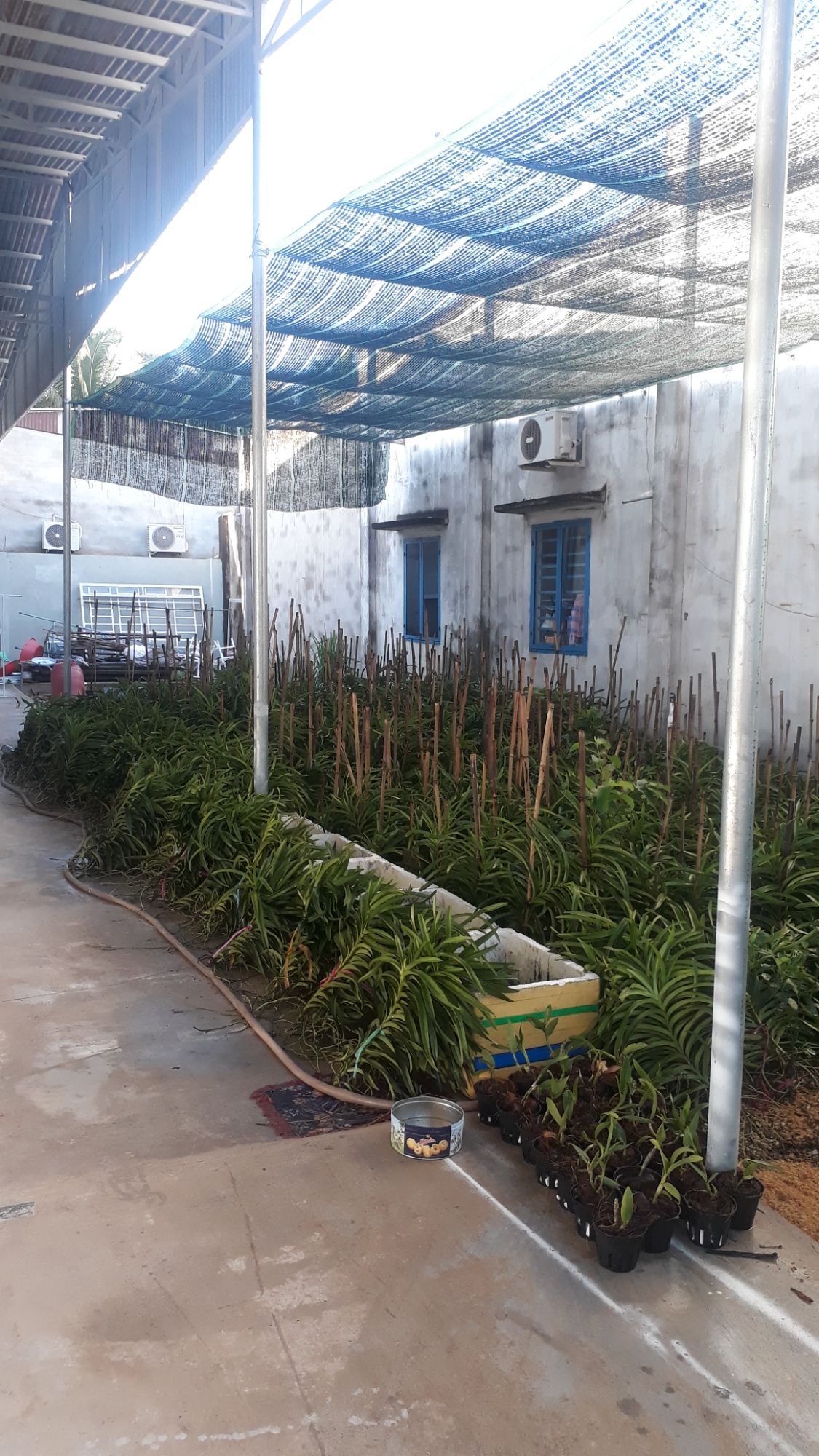 2 Cây Lan Giống Mokara Màu Đỏ(Cây cao 70-80)