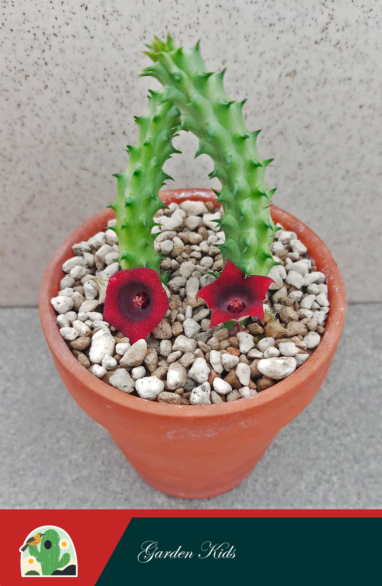 Xương rồng sao biển hoa đỏ (Huernia Schneideriana)