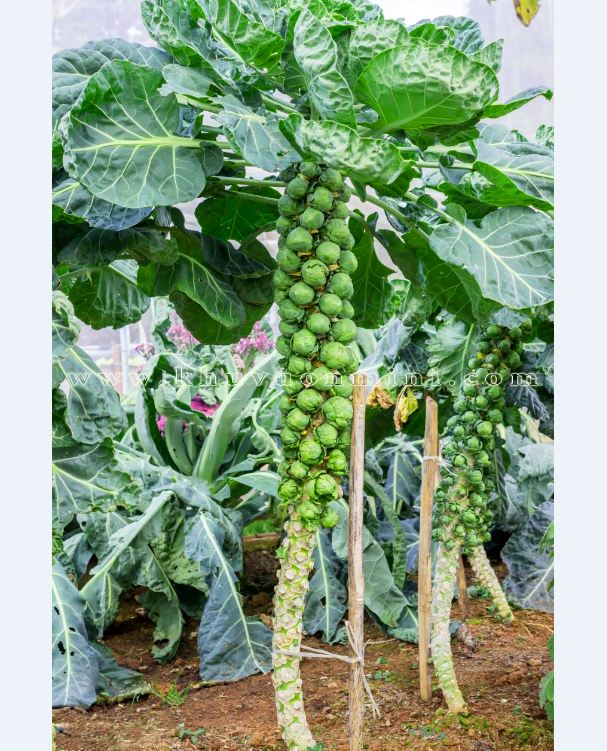 Tiny Cabbage Seed Set - (Tiny Purple + Green - 1 Stimulant Pack - 3 Seed-Growing Tablets)
