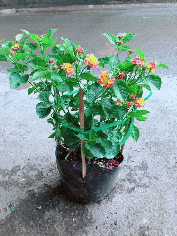 Cây Hoa Ngũ Sắc (có sẵn hoa)
