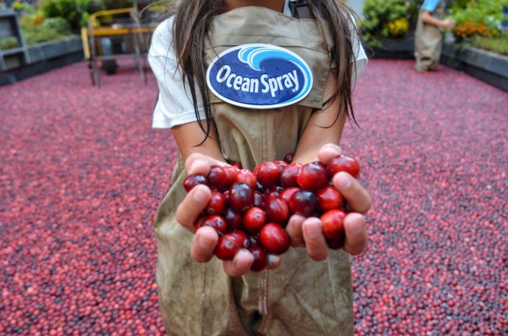 Nước Cranberry Juice Cocktail Ocean Spray 1.89L