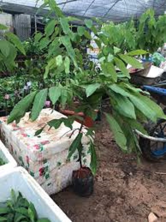 Cây giống nhãn hạt lép thái lan siêu lùn