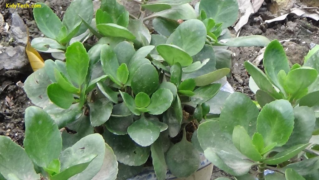 cây hoa bỏng ( cây sống đời )