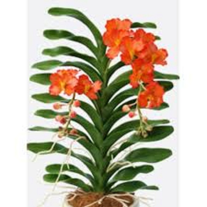 cây giống lan vanda, hàng nhập thái lan, đủ màu siêu đẹp siêu rẻ