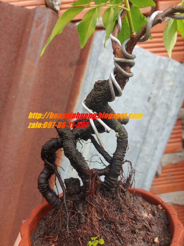 cây khế bonsai mini
