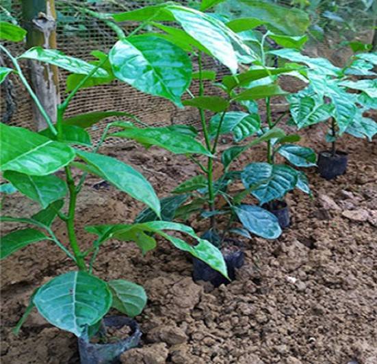 CÂY GIỐNG RAU HÚNG VỊT, RAU CHANH CHÓ
