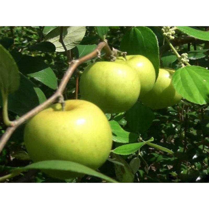 Cây táo thái siêu trái (cho trái siêu sớm) (cây giống bảo hành )