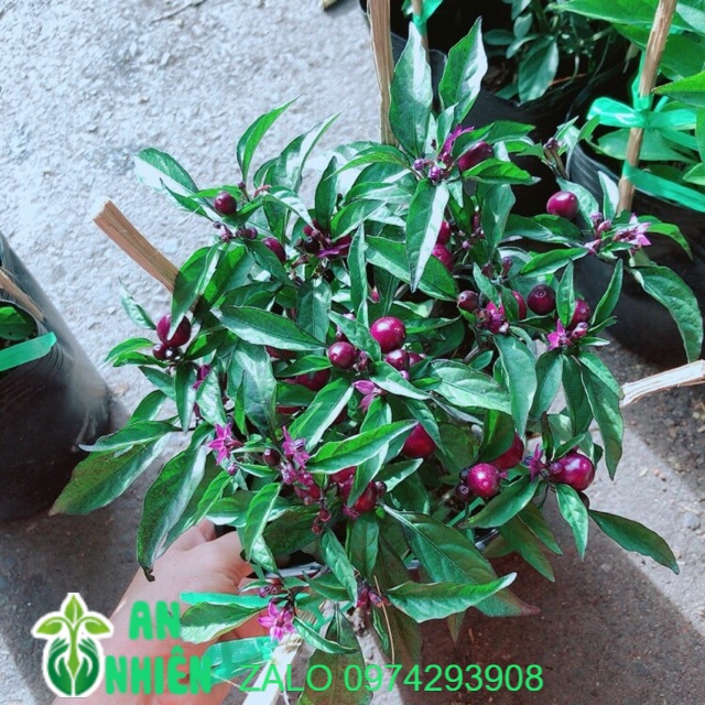 Ớt tím kiểng