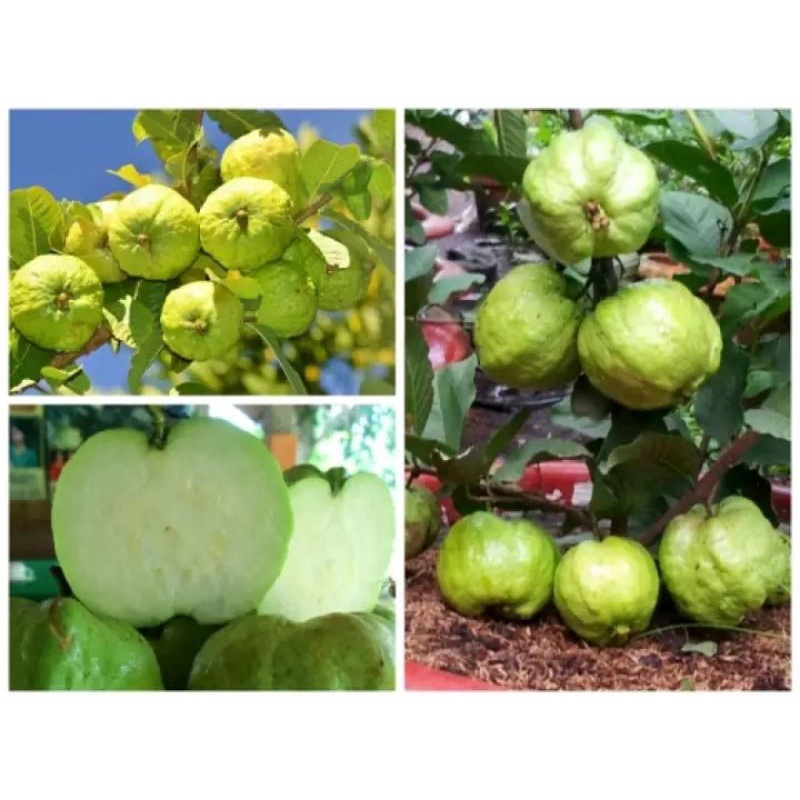 Cây giống ổi nữ hoàng siêu trái (trồng chậu) (cây giống có bảo hành )