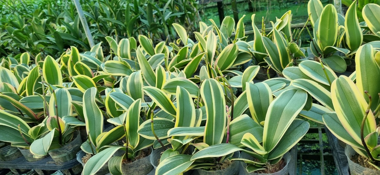 Hoa lan hồ điệp lá biên