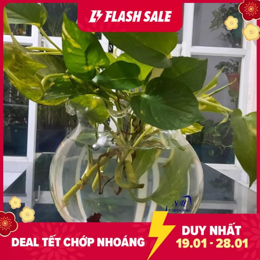 [HCM]Chậu trồng cây thủy canh hồ nuôi cá bể Cá D24XH21 CM B2 Thủy Tinh Hồ Cá Chậu Câu Miệng Bèo TẶNG KÈM SỎI