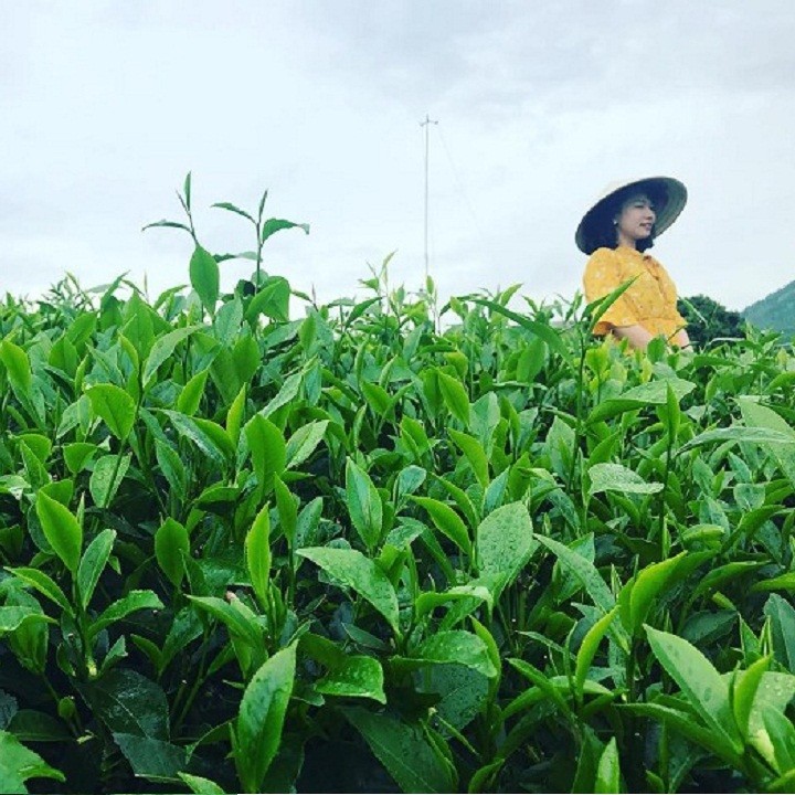 Cây giống Chè Xanh - C0020