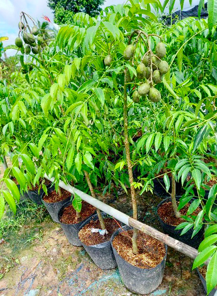 Cây Giống Cóc Thái Lùn Siêu Trái