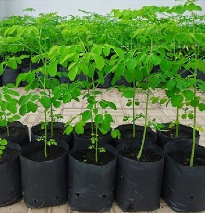 Hạt Giống Cây Chùm Ngây  - 1 gói 20 hạt