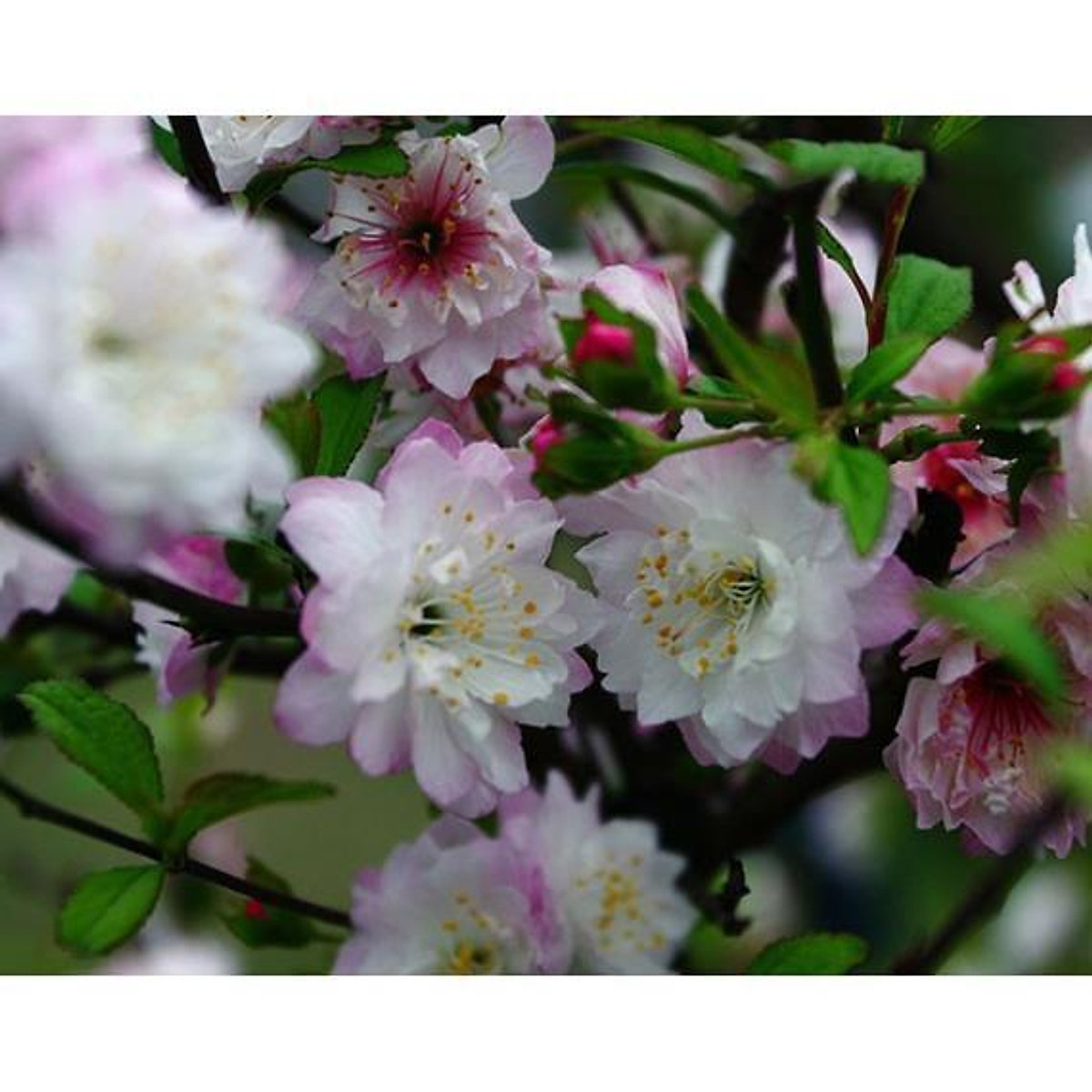 BẦU CÂY GIỐNG NHẤT CHI MAI