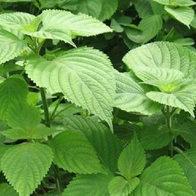 Hạt giống rau kinh giới -gói 2 gram