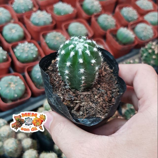 Xương rồng echino nhỏ