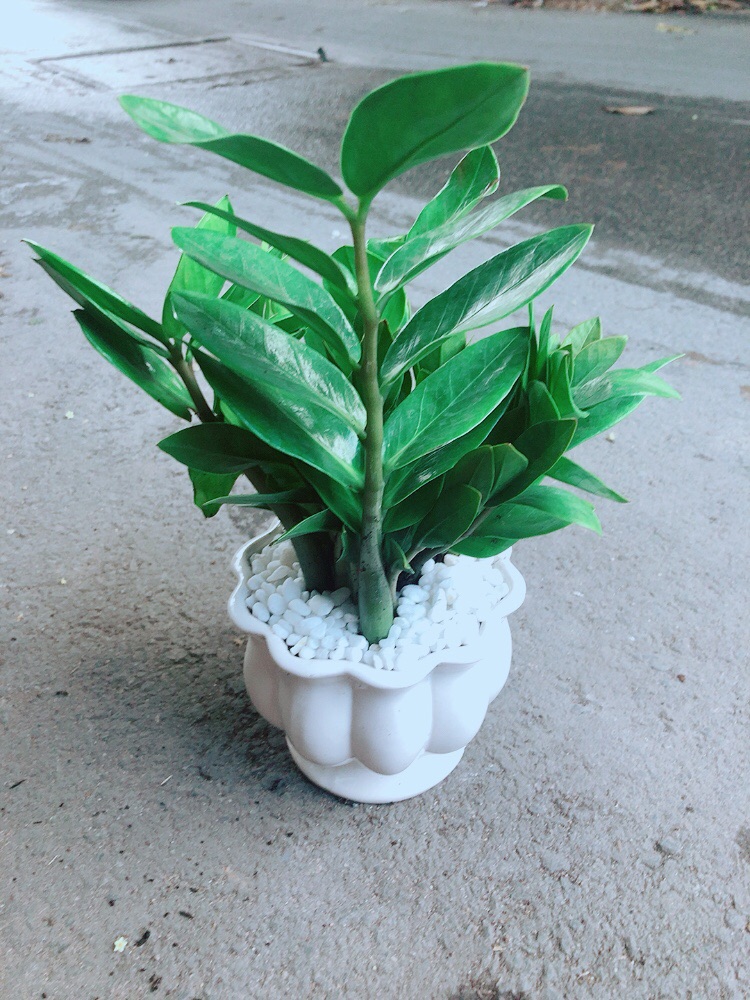 [HCM]Chậu Kim Tiền