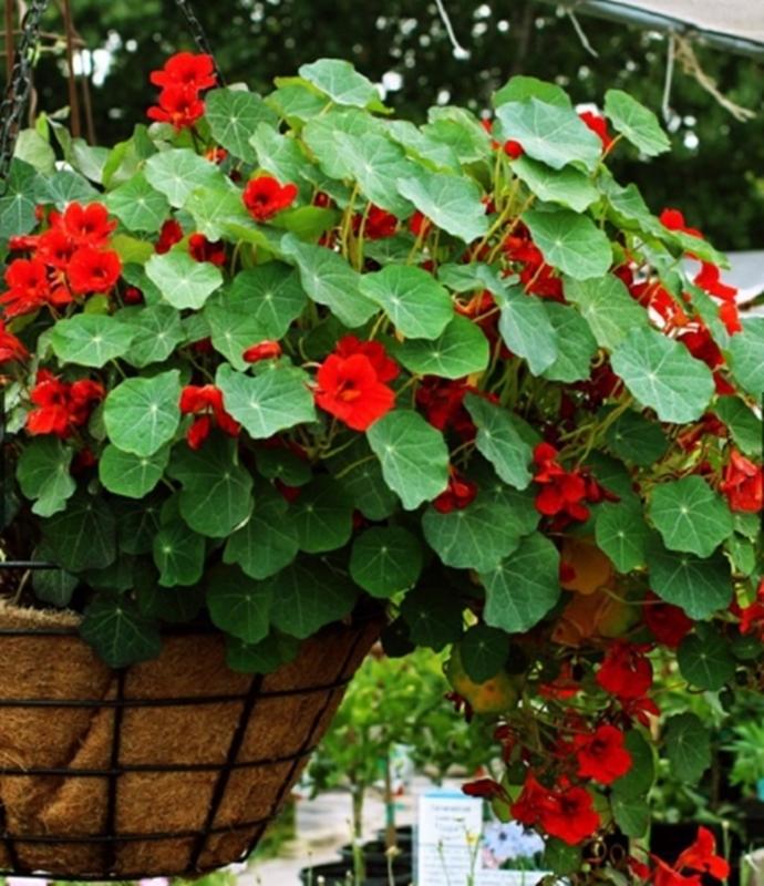 Hạt giống hoa Sen cạn rủ