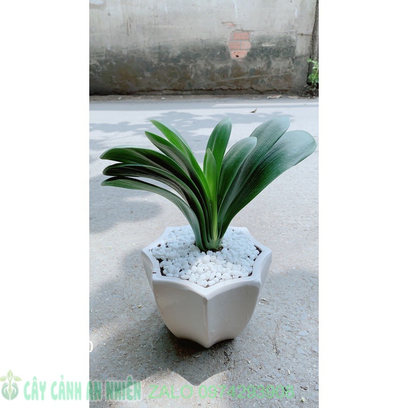 Chậu cây lan quân tử