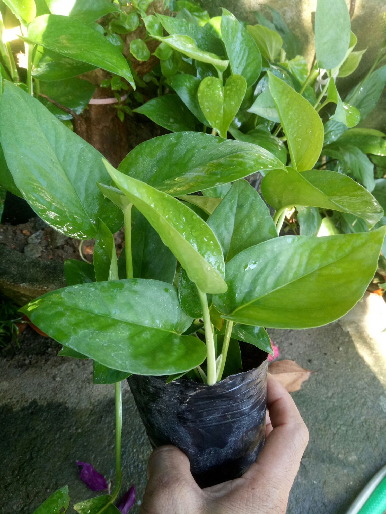 Cây trầu bà bầu rất.