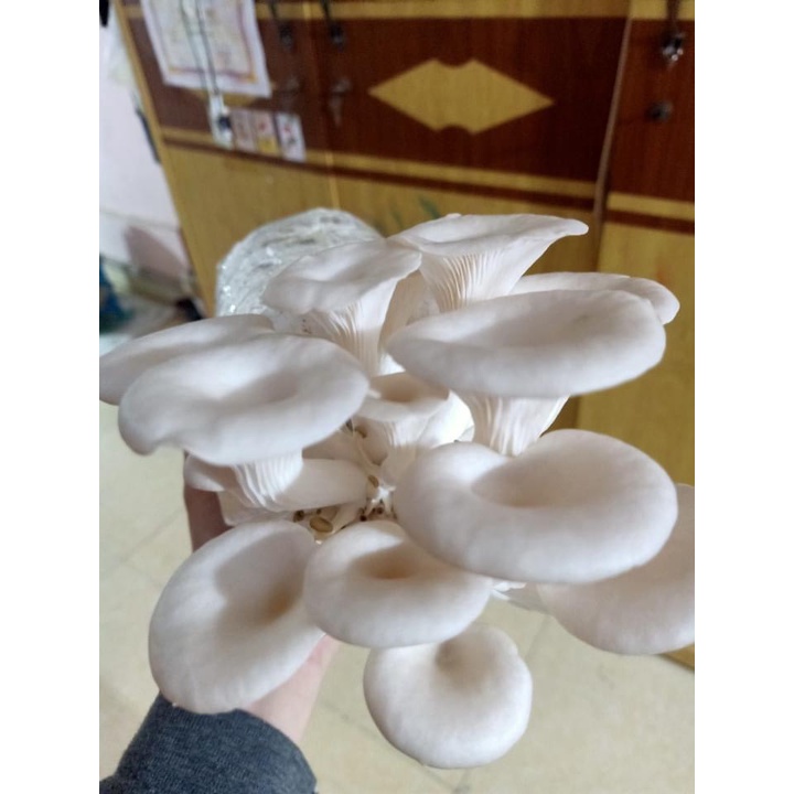 Phôi nấm Sò thái (1 kiện 06 bịch nấm)