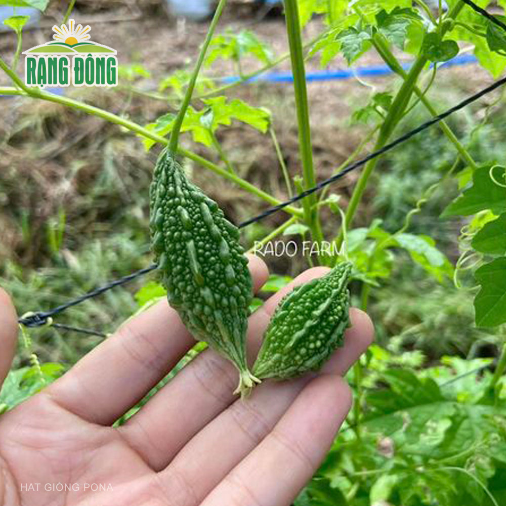 Hạt giống Khổ qua rừng RADO 52 (1g) - Hạt giống Rạng Đông