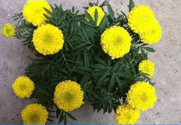 Gói 50 hạt giống cúc vạn thọ vàng chanh