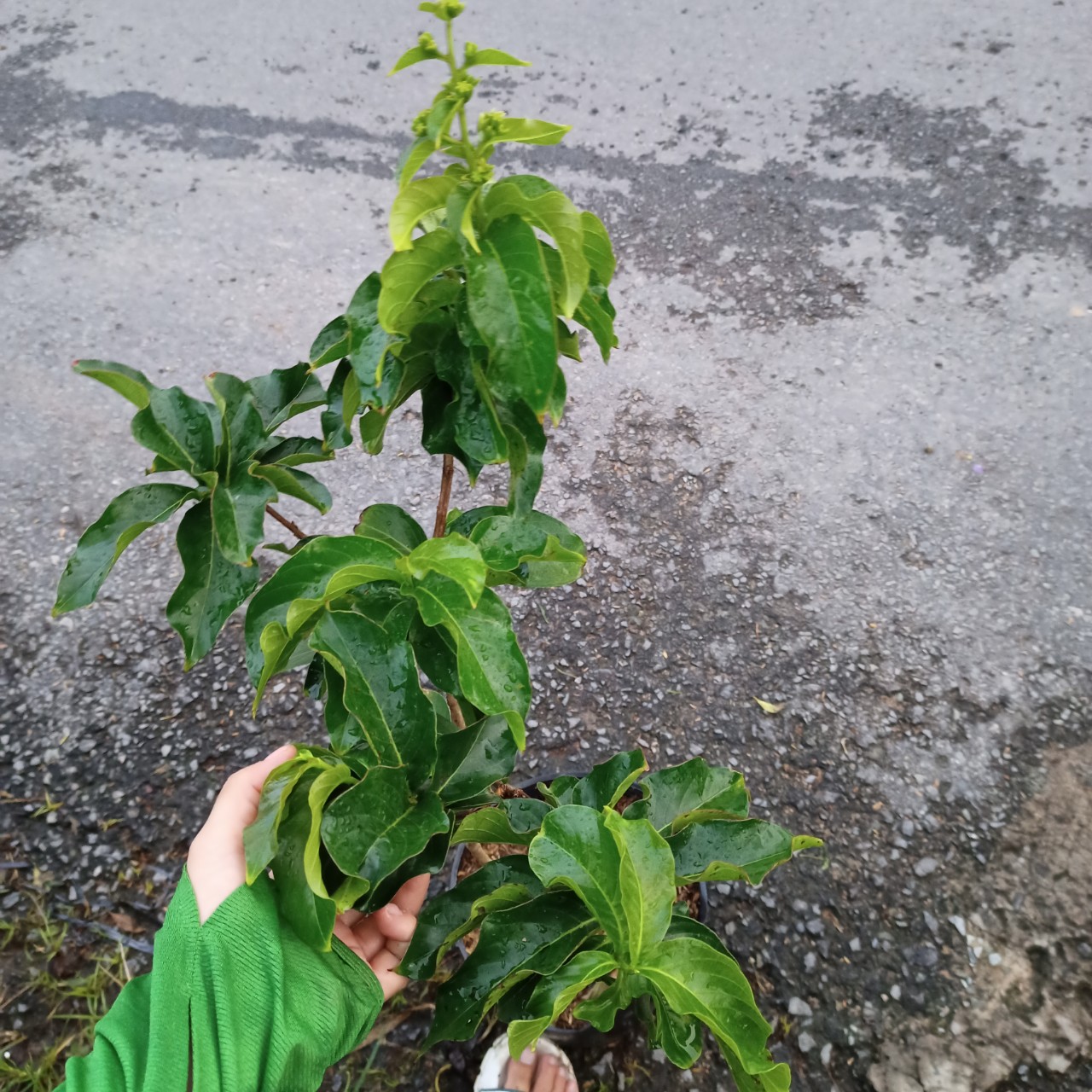 Cây bằng lăng thái trồng chậu C10