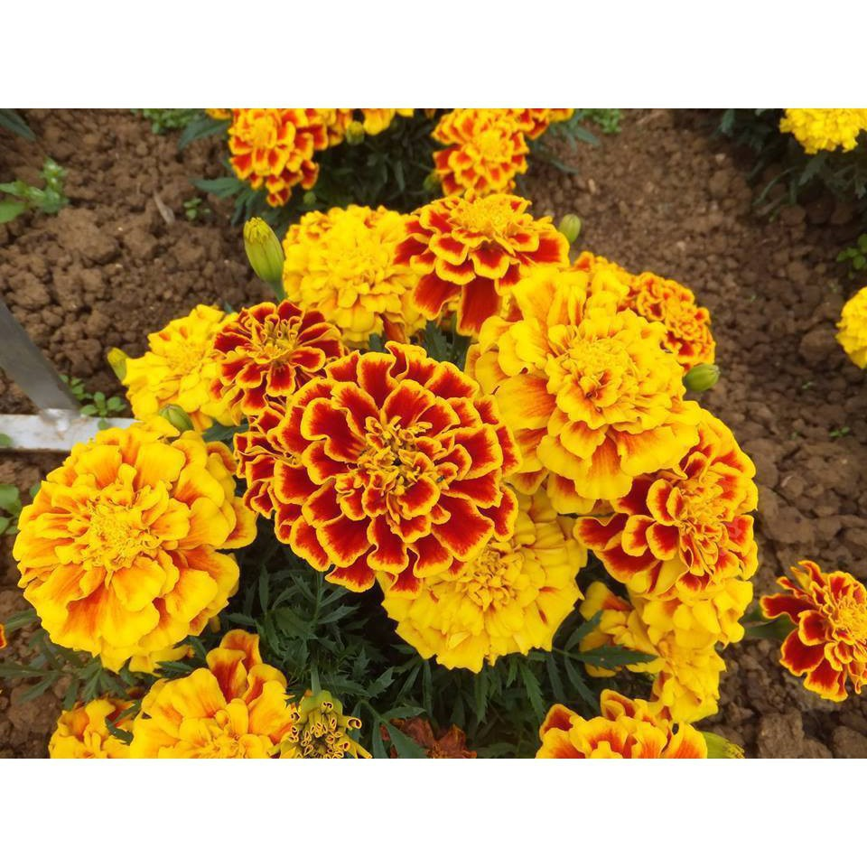 Hạt Giống Hoa Vạn Thọ Pháp Nhiều Màu Mix