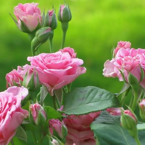 Hạt Giống Hoa Hồng Thơm Mix F1. Túi 20 Hạt Chất Lượng Cao