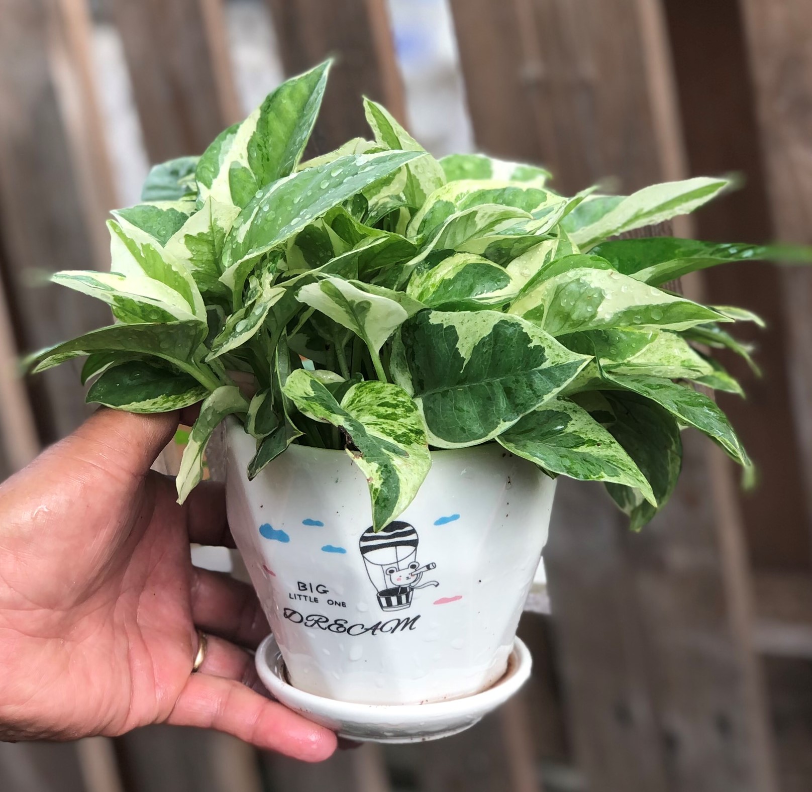 Chậu sứ cây trầu bà Cẩm Thạch