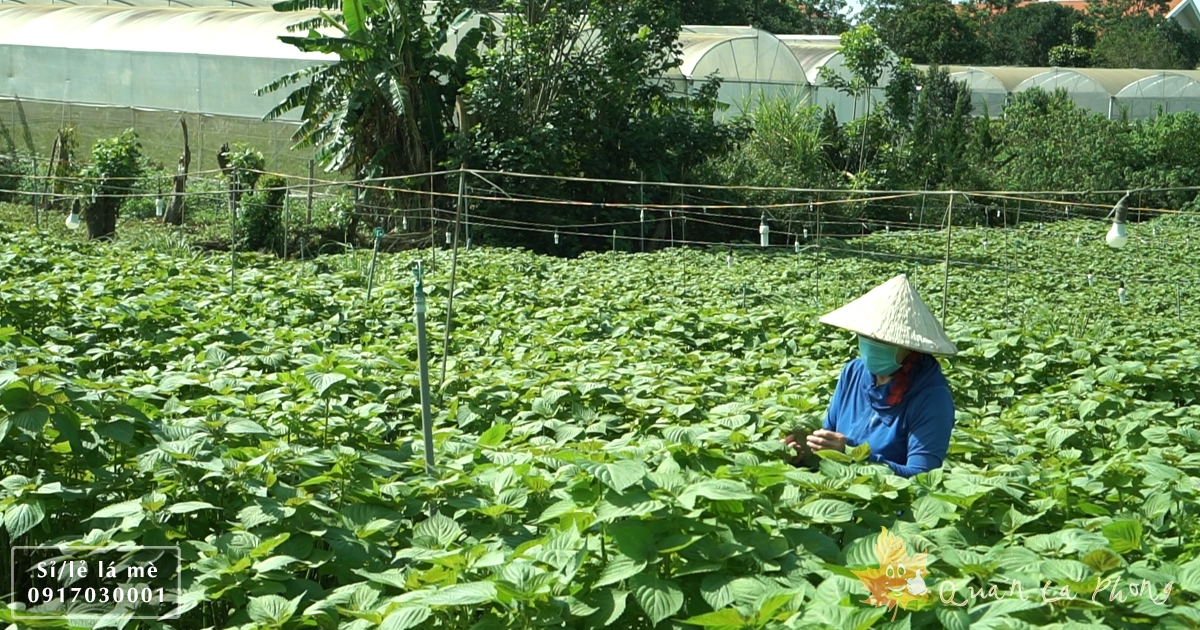 Hạt giống Lá Mè ăn kèm Thịt nướng
