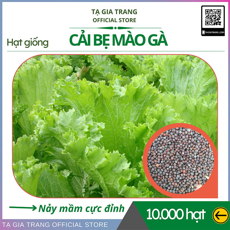 Hạt giống rau cải bẹ mào gà_ Shop hạt giống Tạ Gia Trang