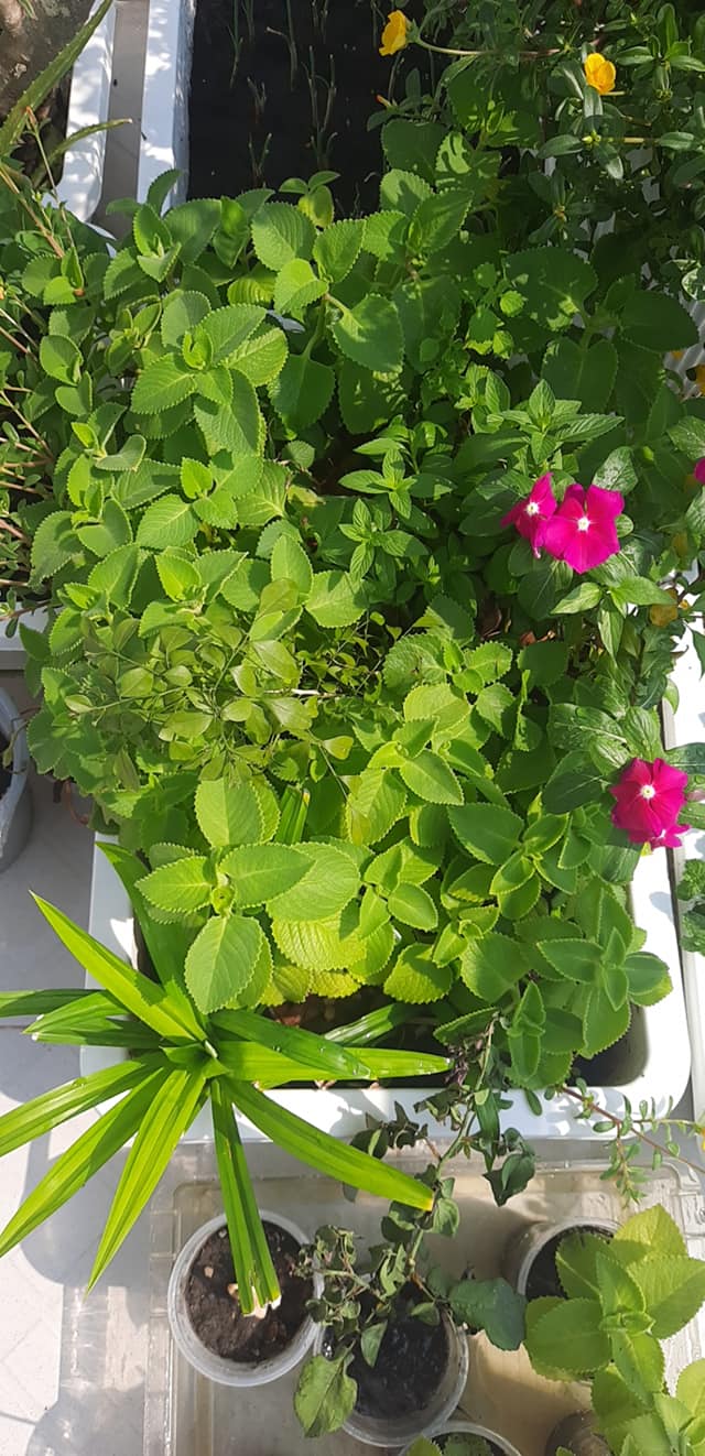 [HCM]chậu rau tần dày lá