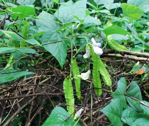 Hạt Giống Đậu Rồng ( Đậu Khế ) - 10 hạt