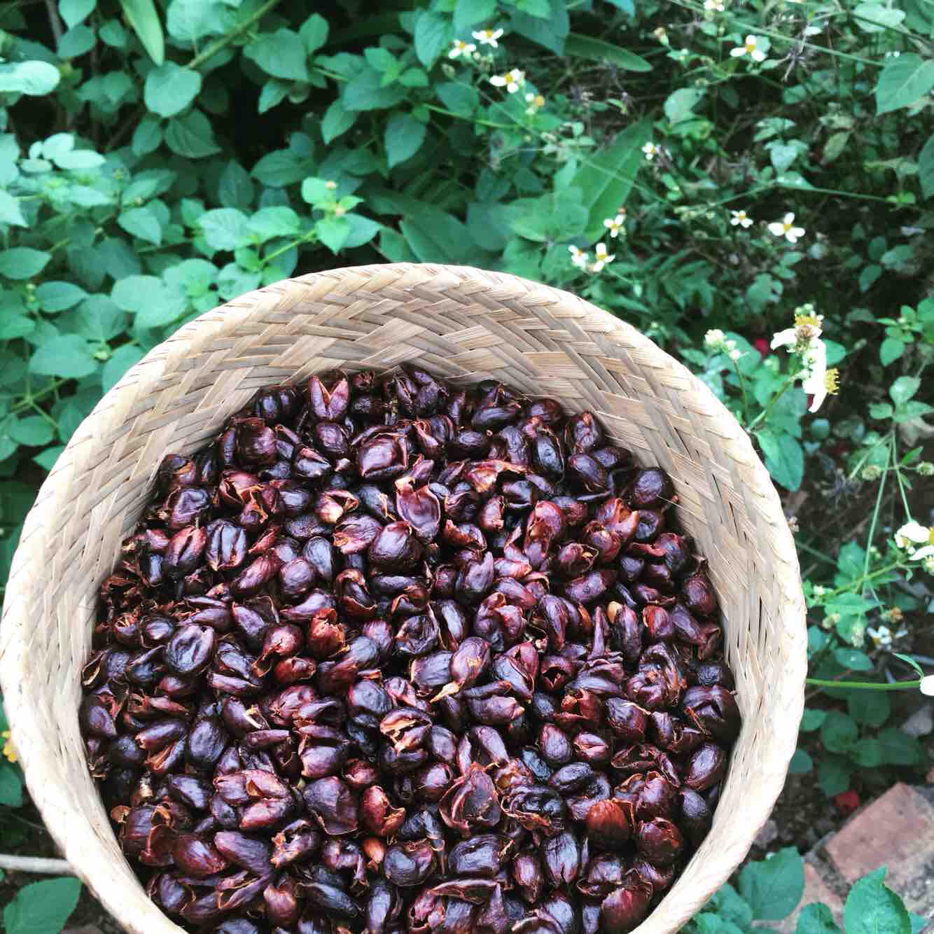 Cascara tea