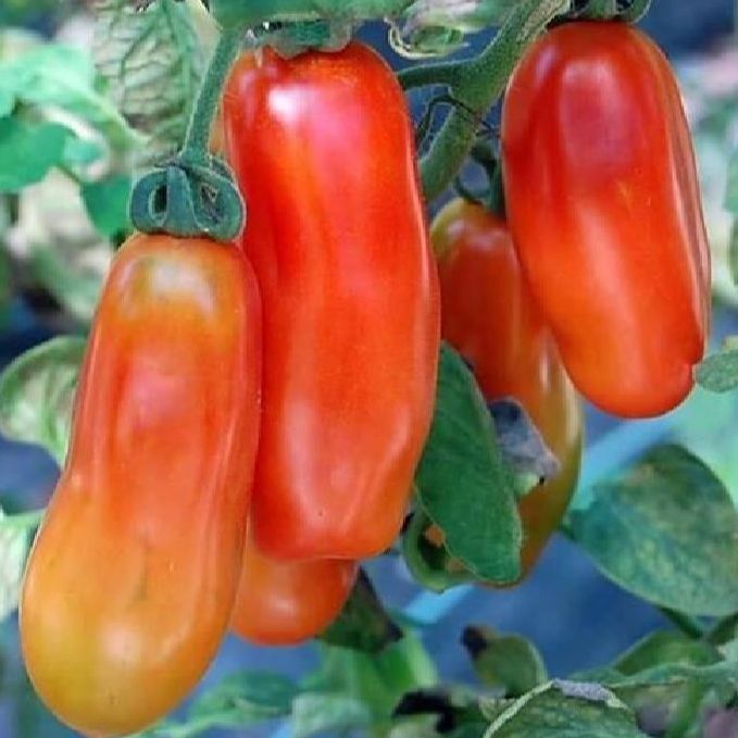Hạt giống cà chua trái dài- 20 hạt