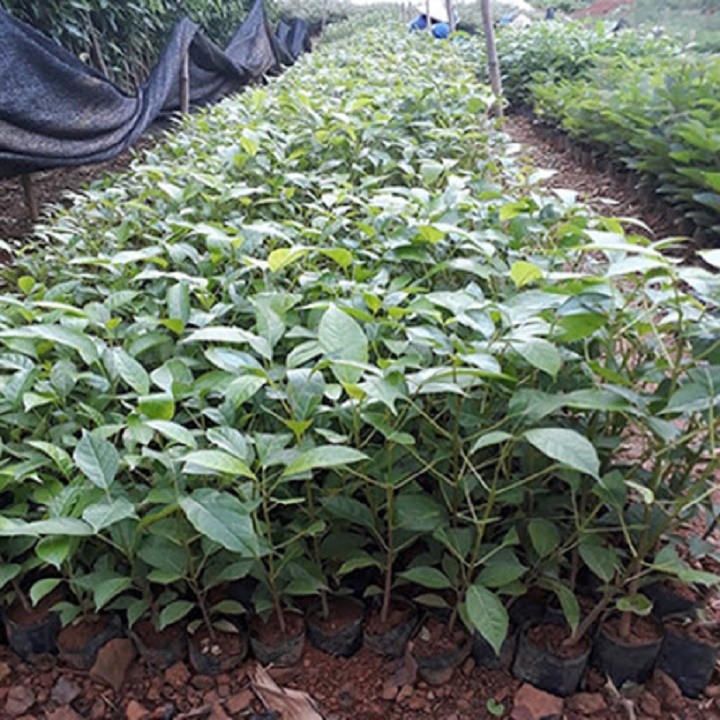 CÂY KÈN HỒNG GIỐNG