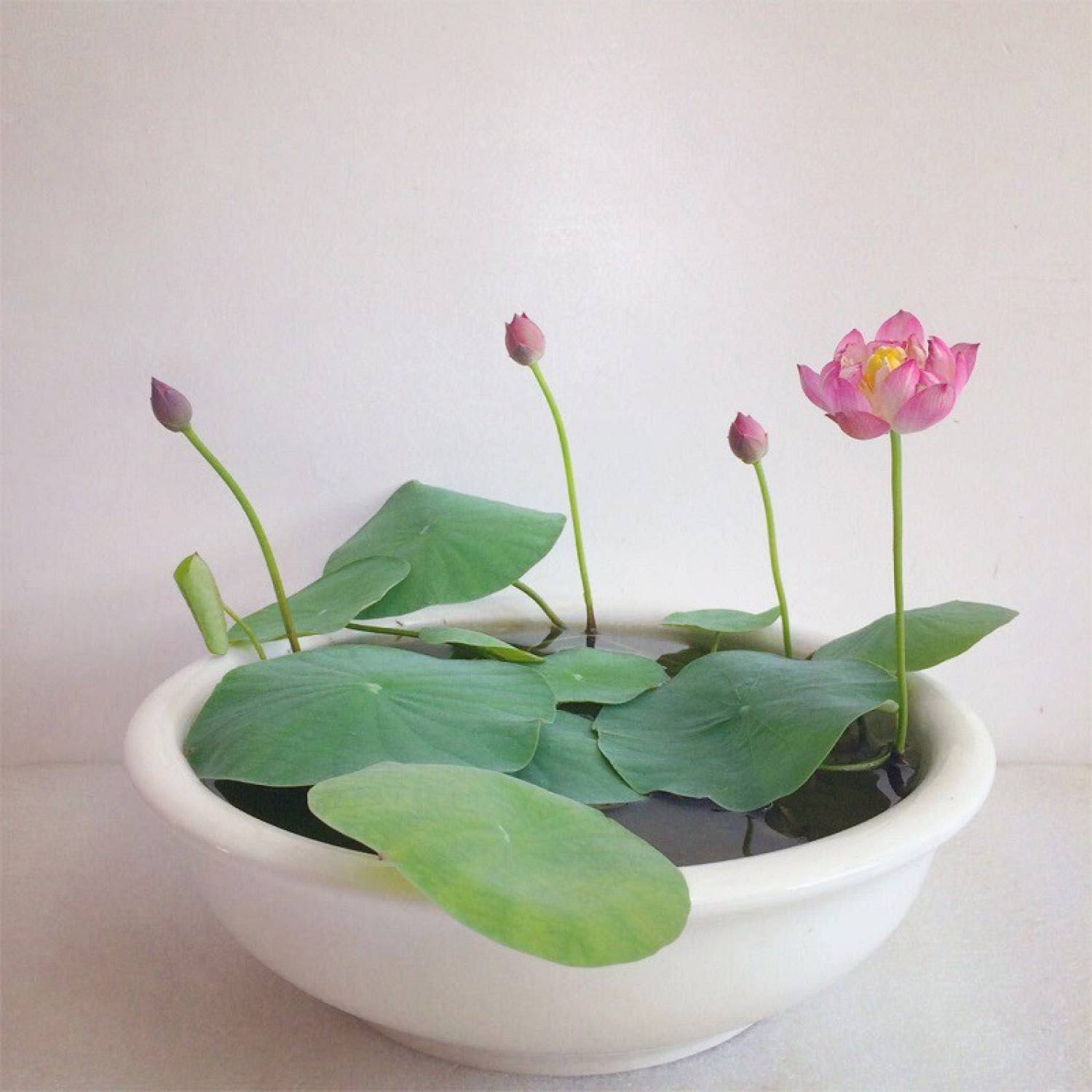 [HCM] Hạt giống Sen Nhật Mini (Hàng Chọn Tốt) - Đã Cắt Đầu - (Tự Chọn Màu) - Bao nảy mầm (Quy cách 1 hạt)