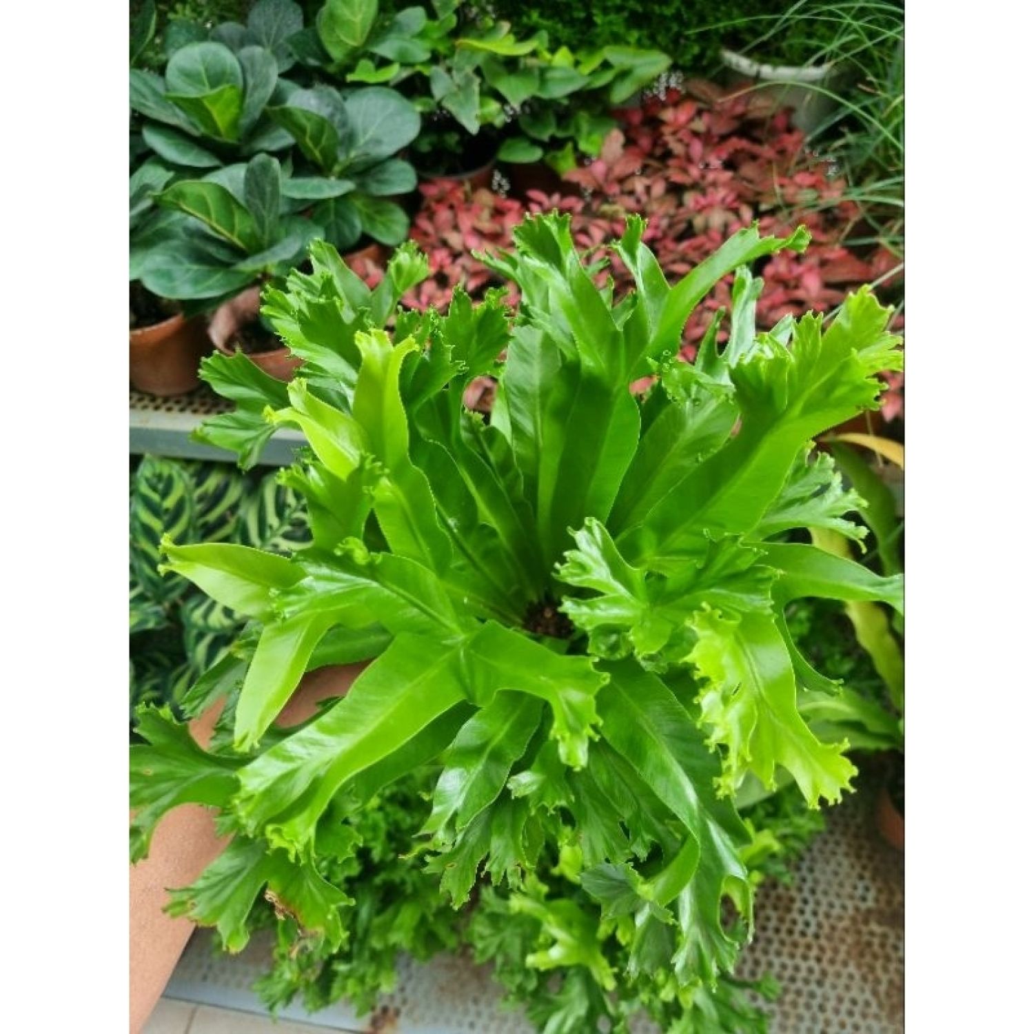 Cây dương xỉ đuôi phụng