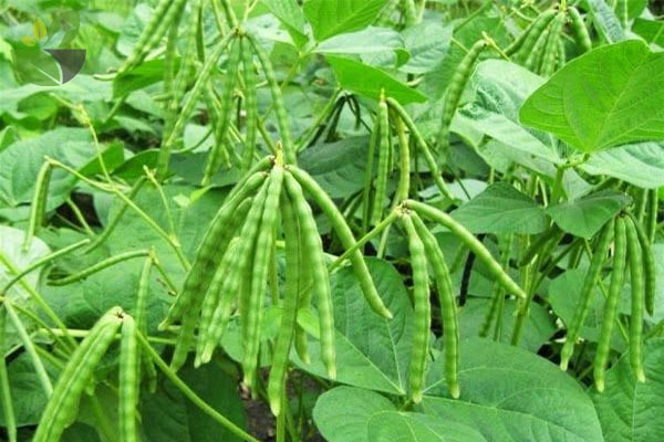 Sỉ toàn quốc 500g hạt  đậu đỗ xanh