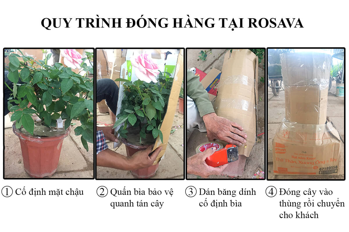 Hoa hồng cổ Vân Khôi , cây cảnh đẳng cấp