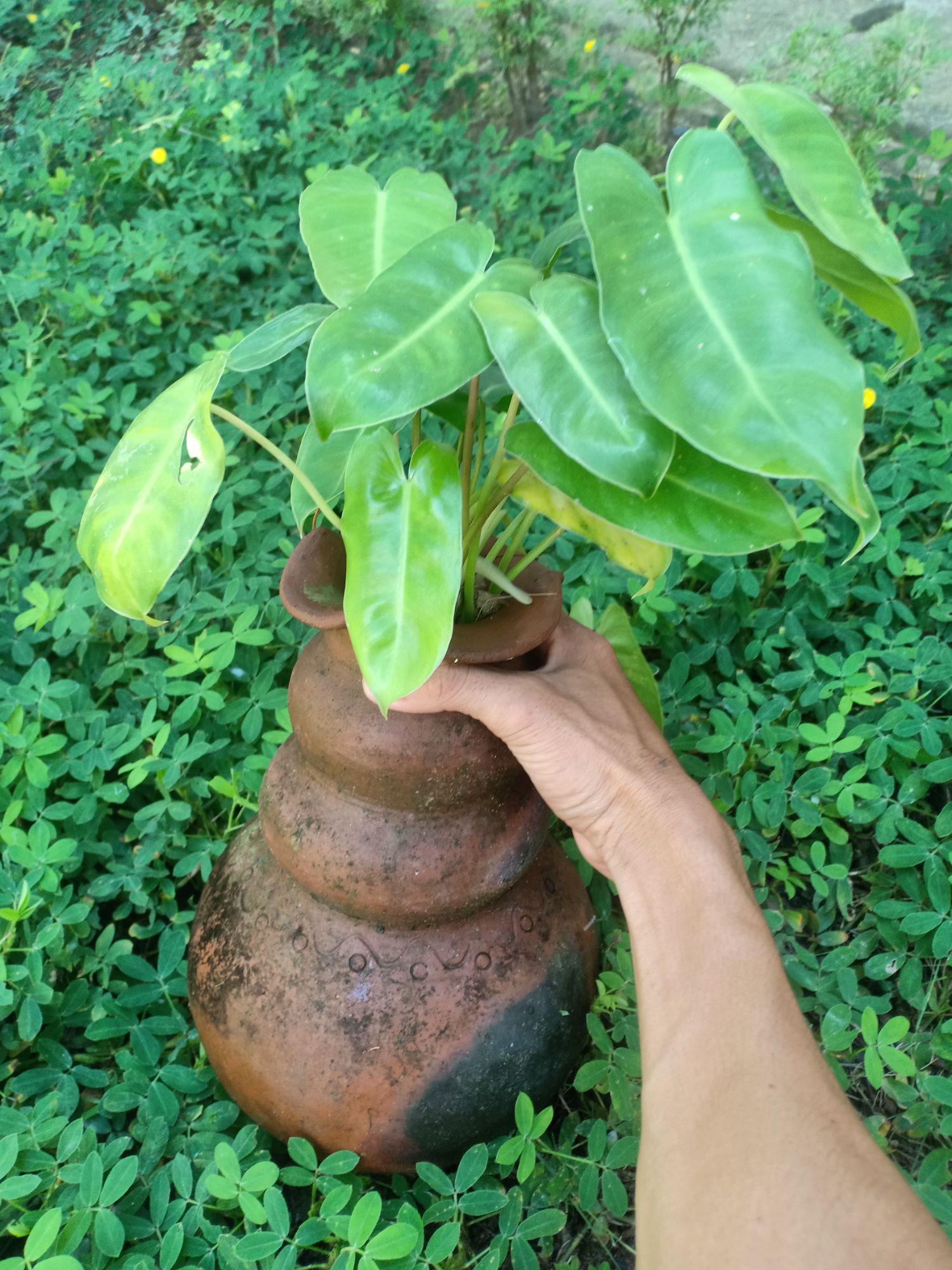 Trầu bà tỷ phú
