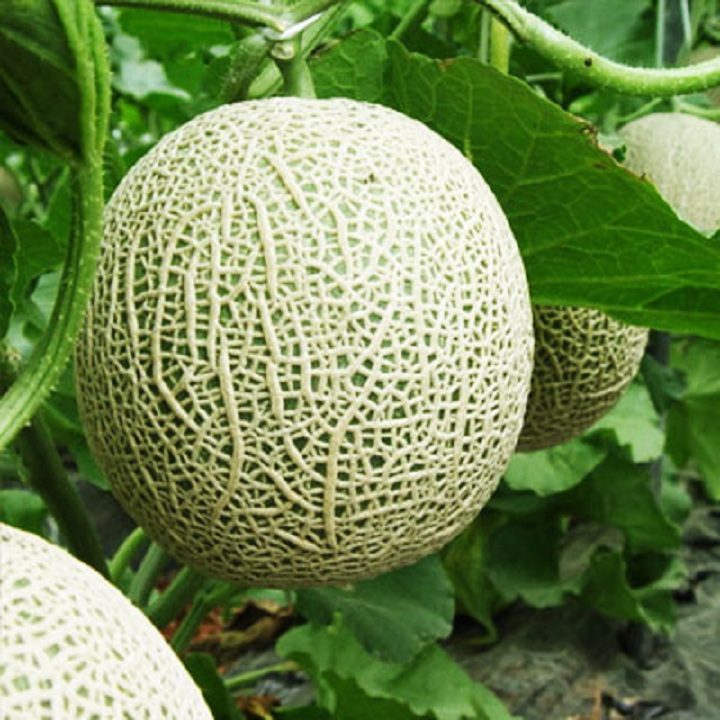 Hạt giống Dưa Lưới F1 - 1gr