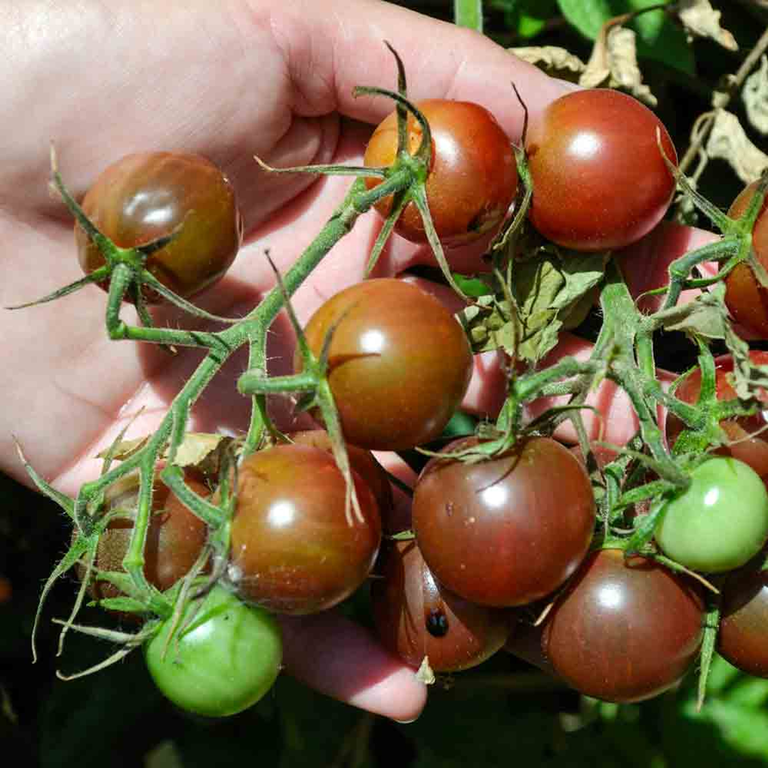 Hạt Giống Cà Chua Socola (Gói 30 Hạt) - Dễ Trồng, Quả Mọng